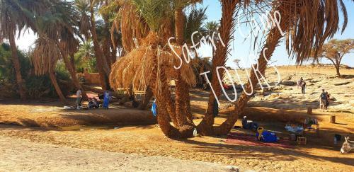 Safari Camp Tours