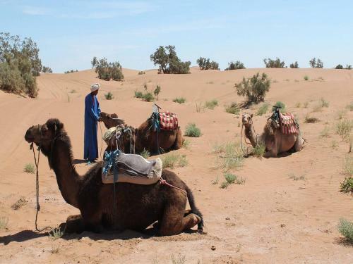 M'hamid Desert Camp Tours