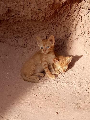 Lodge Sahara Peace