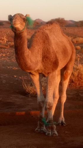 Lodge Sahara Peace