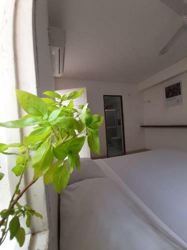 Bed & Breakfast Hostel Casa De Petra