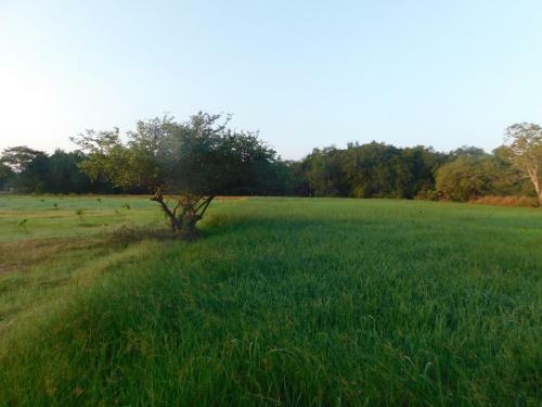 Hotel Kayjay Wild Wilpattu