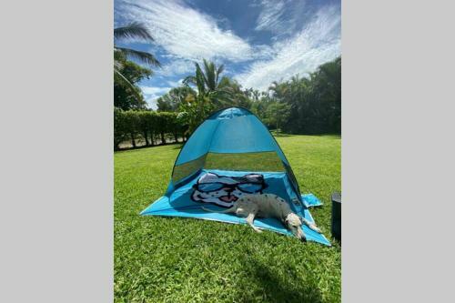 Casa De Campo Los D�lmatas