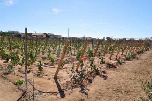 Apartamento Finca Del Pitic - Suite Lavanda