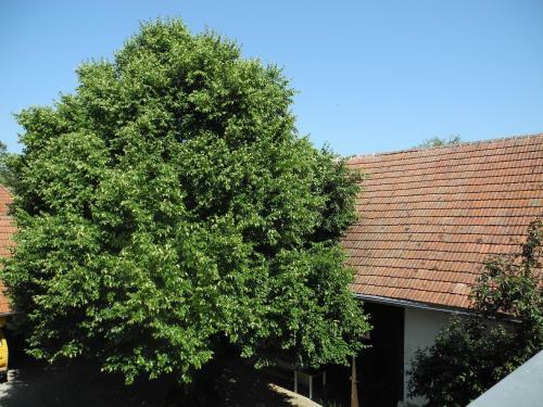 Apartamento Ferienwohnung Lindenhof
