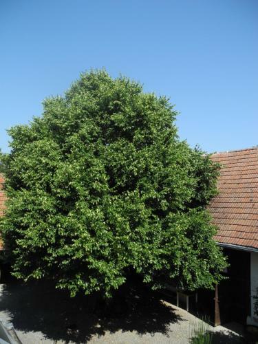 Apartamento Ferienwohnung Lindenhof