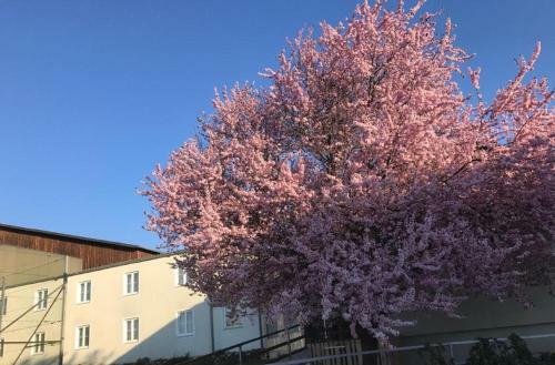 Hostal Landpension Gschwantner