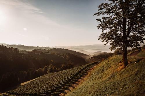Agroturismo Weingut Kollerhof Am Eichberg