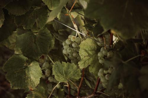 Agroturismo Weingut Kollerhof Am Eichberg