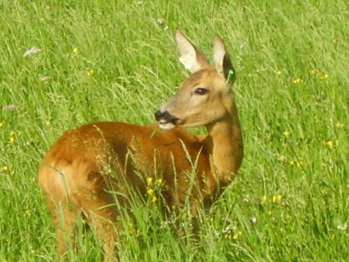 Apartamento Haus Strieder