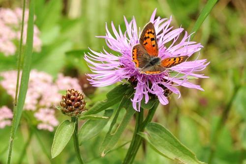 Apartamento Haus Strieder