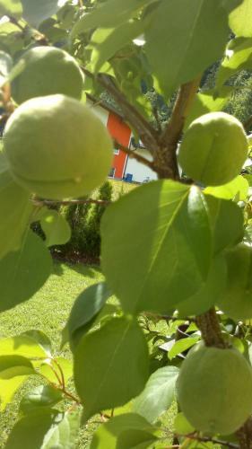 Apartamento Appartement Erlbacher