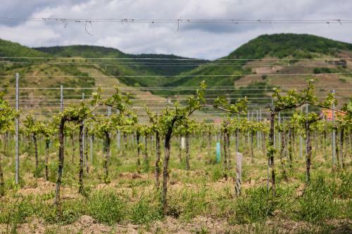 Aparthotel Tschardakenhof Appartements