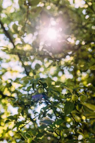 Agroturismo Wolfsj�gerhof