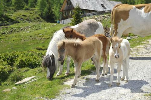 Lodge Ferienh�tte Hoitah�ttl