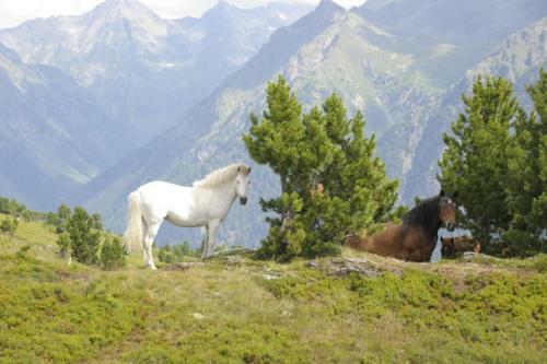 Lodge Ferienh�tte Hoitah�ttl