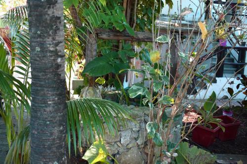 Bed & Breakfast Lobo Inn Tulum