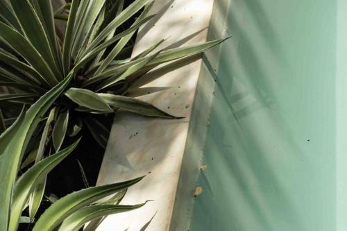 Apartamento *new York Jungle Loft* *private Pool*