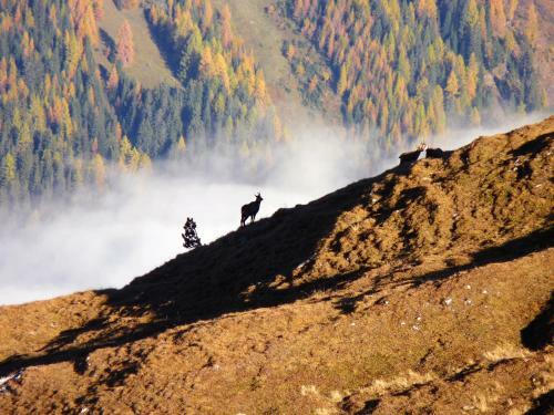 Apart Alpenflair