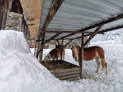 Apartamento Multererhof