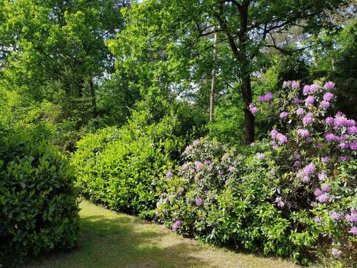 Apartamento Bungalow Hartje Veluwe