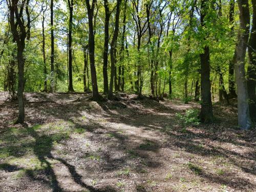 Apartamento Knusse Natuur Bungalow Hartje Veluwe