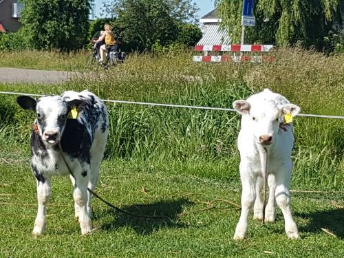 B&B Bij Boertje