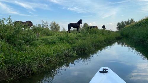 Hostal Bommelerhoeve B&B & Vakantiewoning