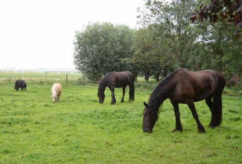Apartamento Bed En Breakfast Het Friesche Paard