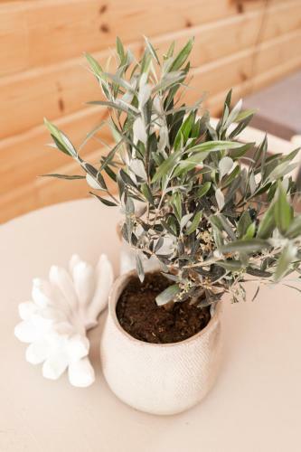 B&B Vacay Dune Lodges Ouddorp