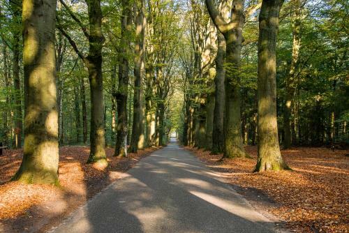 Luxe Bosvilla De Paradijsvogel