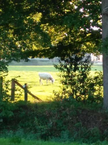 Anna's B&B Rijssen