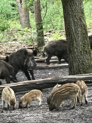 Modern Boshuisje Nr 31