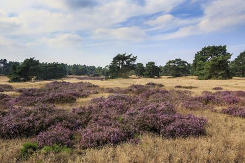 Chalet Op De Veluwe # Beuk