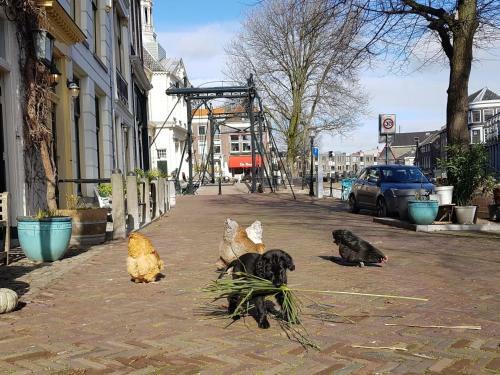 Apartamento 't Hart Van Schiedam