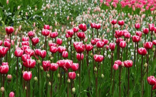 Rekerlanden 283