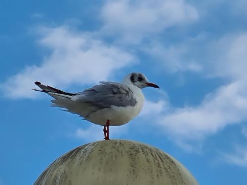 Strandhut 64