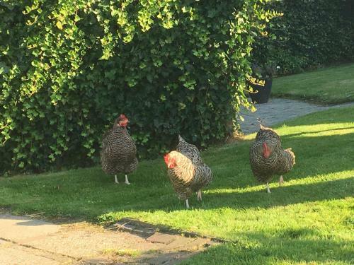 Bed En Breakfast Zandwerven