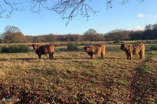Sfeervol Chalet In Drenthe Bij Het Dwingelderveld