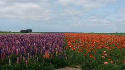 Nordsee-brise