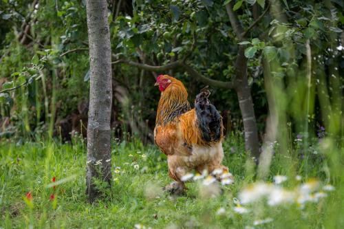 Bed & Breakfast De Nieuwe Warande