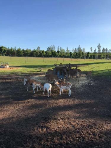 Sj�torp S�teri & Stugby