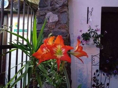 Hostal Pensiunea Monica-amadeus