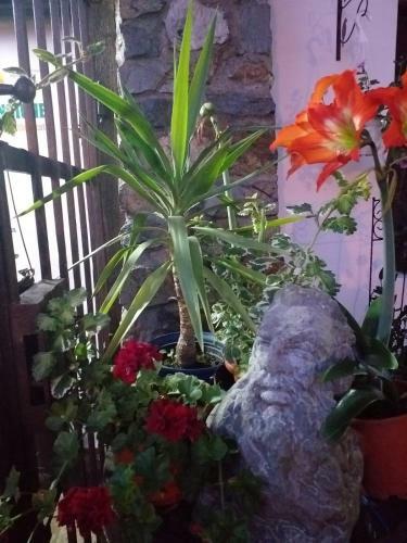 Hostal Pensiunea Monica-amadeus