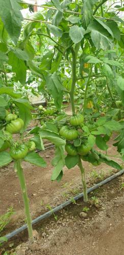 Agropensiunea Drumul Vinului