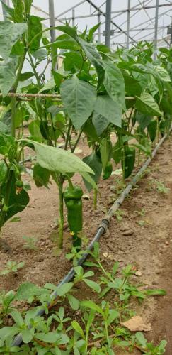 Agropensiunea Drumul Vinului