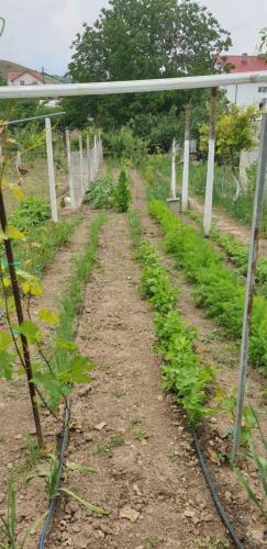 Agropensiunea Drumul Vinului