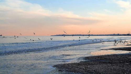 Hostal Vila Mercury Mamaia Nord