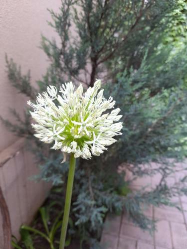 Apartamento Iris Garden
