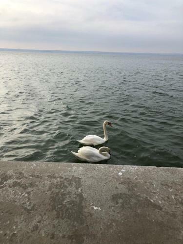 Apartamento Lake Oancea Butoaie